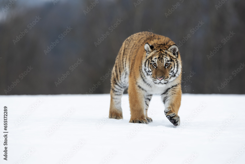 Obraz premium young siberian/bengal tiger, captive