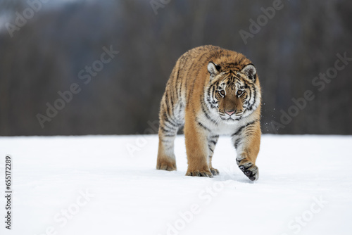 young siberian/bengal tiger, captive © Ondrej