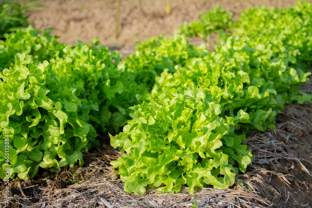 Green oak lettuce growing in an agricultural plot, Organic farm concept. Green oak lettuce growing in an agricultural plot, Organic farm concept.