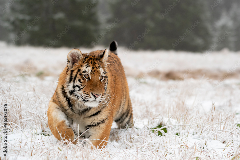 Obraz premium young siberian/bengal tiger, captive