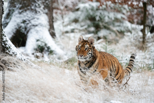 Fototapeta Naklejka Na Ścianę i Meble -  young siberian/bengal tiger, captive