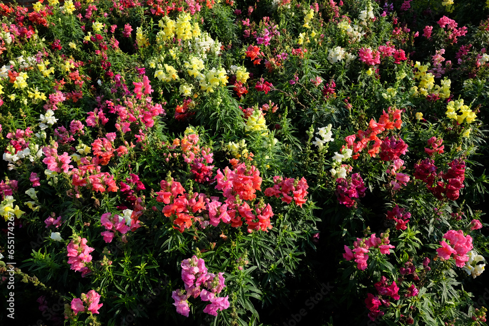 Blooming pink flowers field in the meadow with natural sunlight. Blooming pink flowers field in the meadow with natural sunlight.