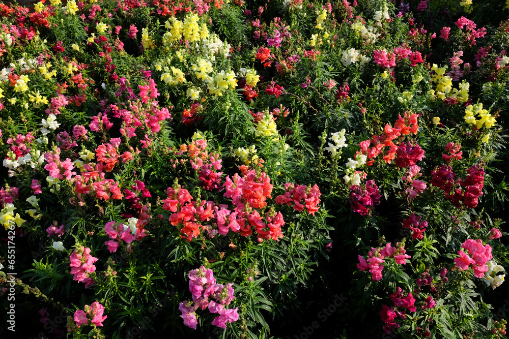 Blooming pink flowers field in the meadow with natural sunlight.