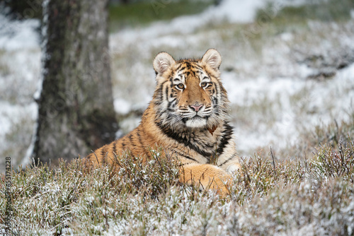 young siberian/bengal tiger, captive