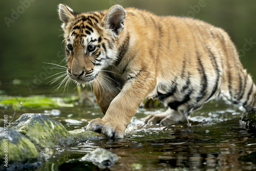 young siberian bengal tiger  captive