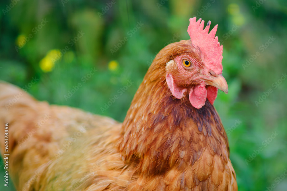 The portrait of the chicken showcases its beautiful red feathers and sharp beak as it enjoys the green grass