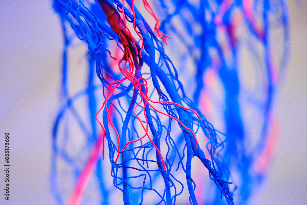 Human heart with circulatory system and blood vessels Stock Photo ...