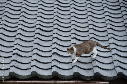 瓦屋根を歩くネコ