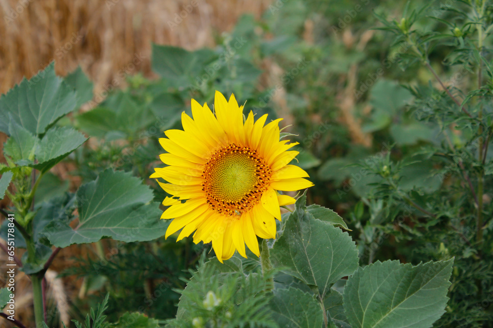 sunflower in the field sunflower in the field
