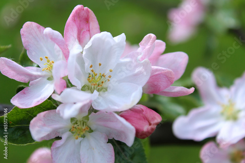 tree blossom