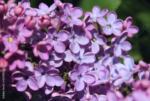 lilac flowers close up   © laykamars