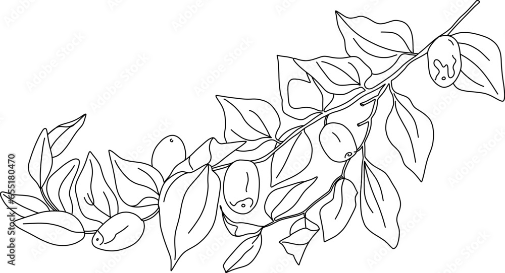 Fototapeta premium Jujube branch. Vector drawing illustration. Chinese Date, botanical berries and leaves. Engraved tropical fruit. Sketch of medicinal herb.