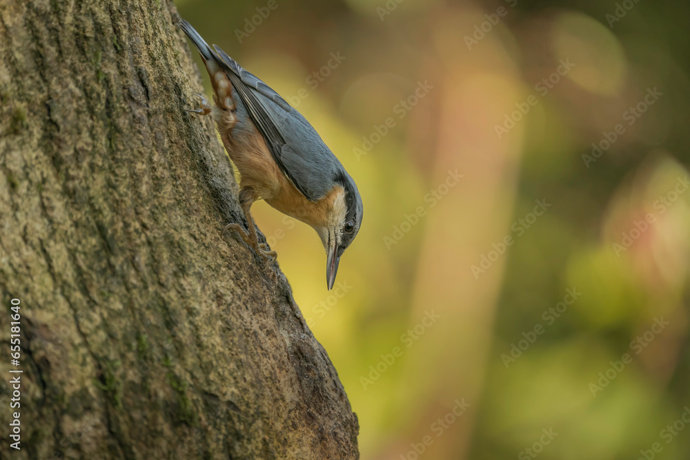 European Nuthatch, Sitta europaea, feeding on old ash bough, autumn in Cumbria European Nuthatch, Sitta europaea, feeding on old ash bough, autumn in Cumbria