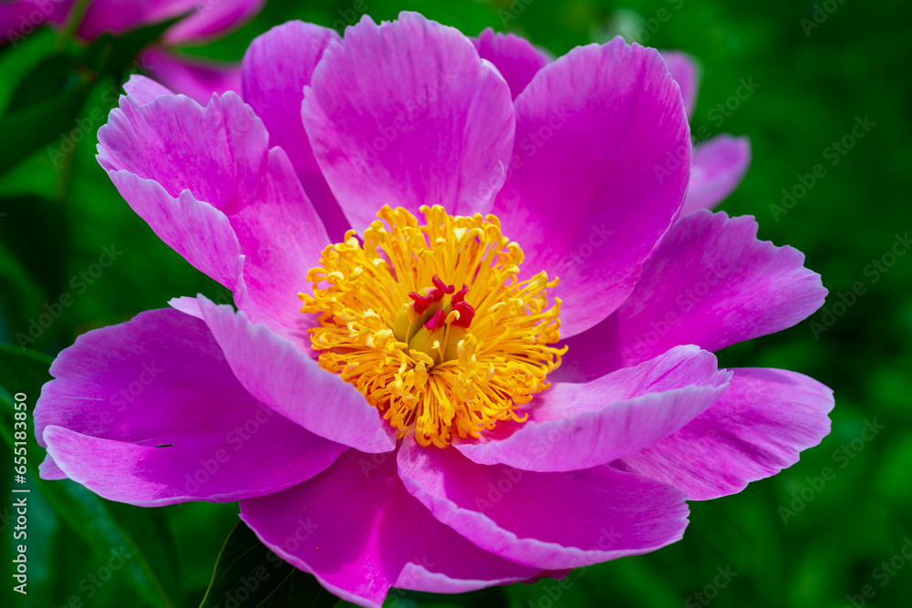 Tree peony in the garden, pink flowers close-up, Botanical Garden Ukraine Tree peony in the garden, pink flowers close-up, Botanical Garden Ukraine
