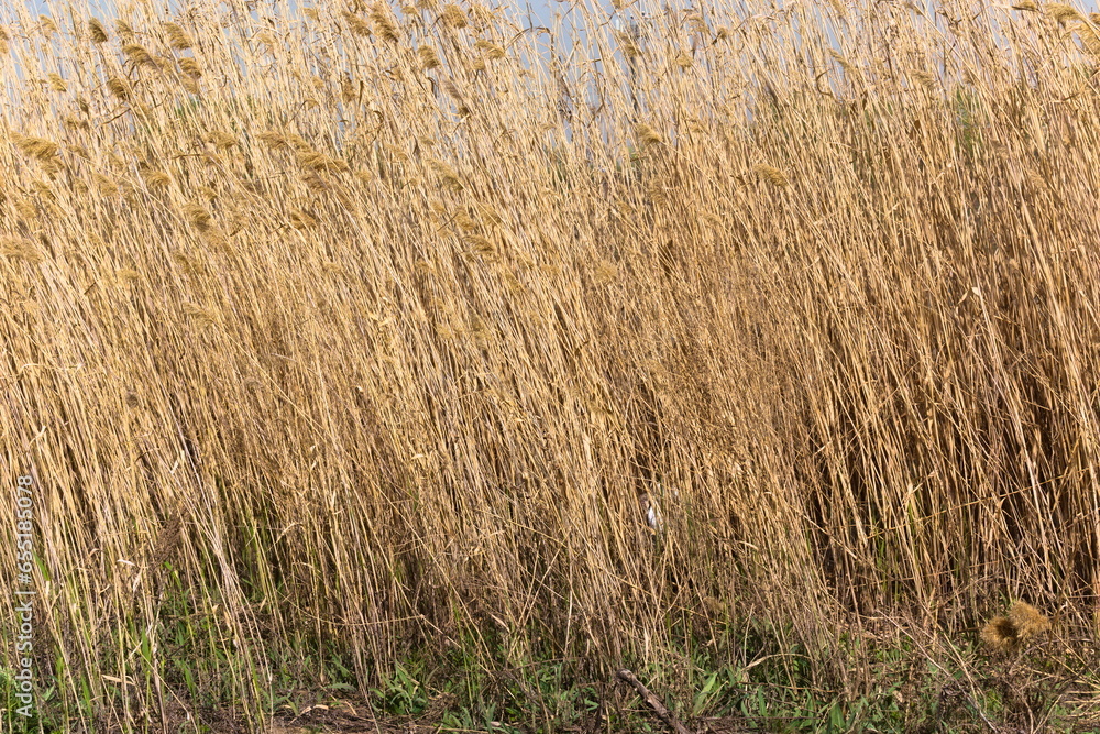 Fototapeta premium reeds in the wind