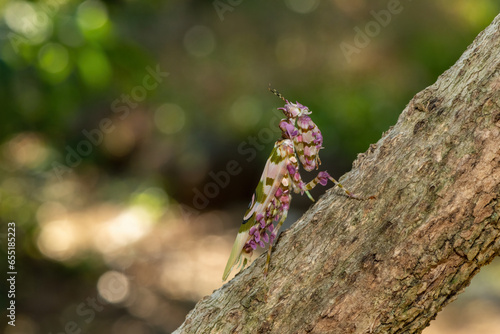 A spiny flower mantis (Pseudocreobotra ocellata) displaying its beautiful camouflage 