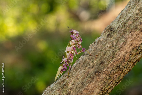 A spiny flower mantis (Pseudocreobotra ocellata) displaying its beautiful camouflage  photo