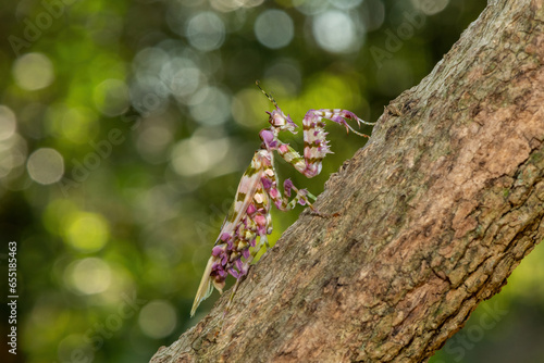 A spiny flower mantis (Pseudocreobotra ocellata) displaying its beautiful camouflage  photo