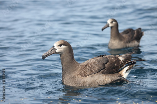 The black-footed albatross (Diomedea or Phoebastria nigripes) is a large seabird of the albatross family Diomedeidae from the North Pacific. This photo was taken in Japan. photo