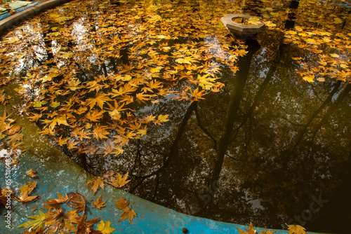 Fototapeta Naklejka Na Ścianę i Meble -  autumn leaves on the water