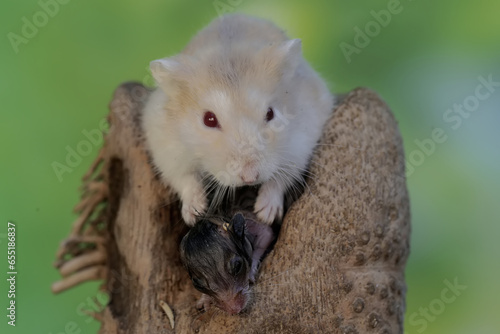 A female Campbell dwarf hamster is nursing her babies on a rotten bamboo tree trunk. This rodent has the scientific name Phodopus campbelli. 