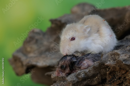 A female Campbell Dwarf hamster is nursing her babies on a decaying tree trunk. This rodent has the scientific name Phodopus campbelli.