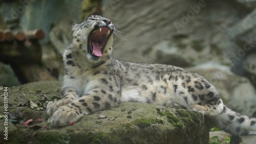 Video of Snow leopard in zoo