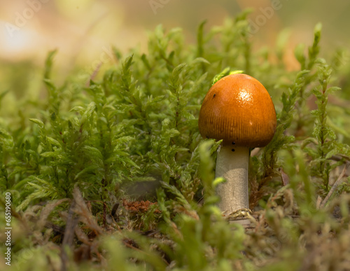 Mushrooms in macro photography with bokeh effect growing among green moss in the forest on a autumn day