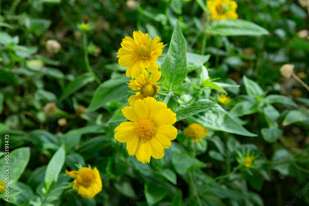 Many pretty little yellow flowers have lots of petals Many pretty little yellow flowers have lots of petals