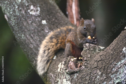 Callosciurus erythraeus hiding in a tree and eating flowers and nuts