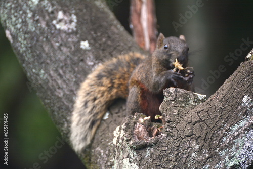 Callosciurus erythraeus hiding in a tree and eating flowers and nuts