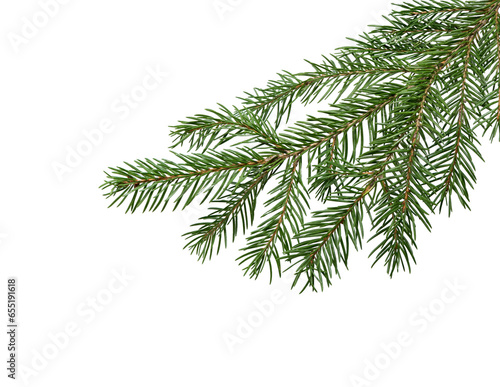Fir tree branch on white. Christmas fir.