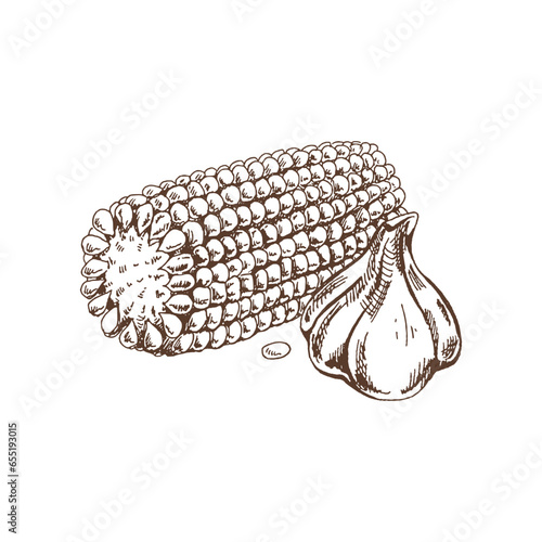 Organic food. Hand drawn vector sketch image of ear of corn and garlic. Doodle vintage illustration. Decorations for the menu of cafes and labels.