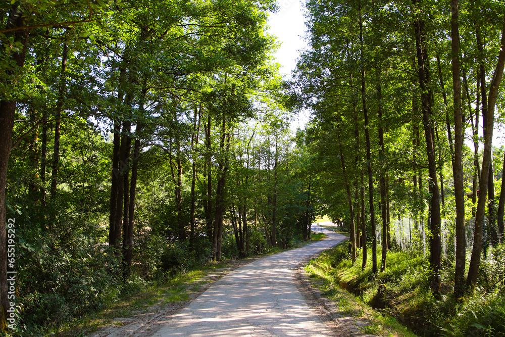 Fototapeta premium 緑に囲まれた山道