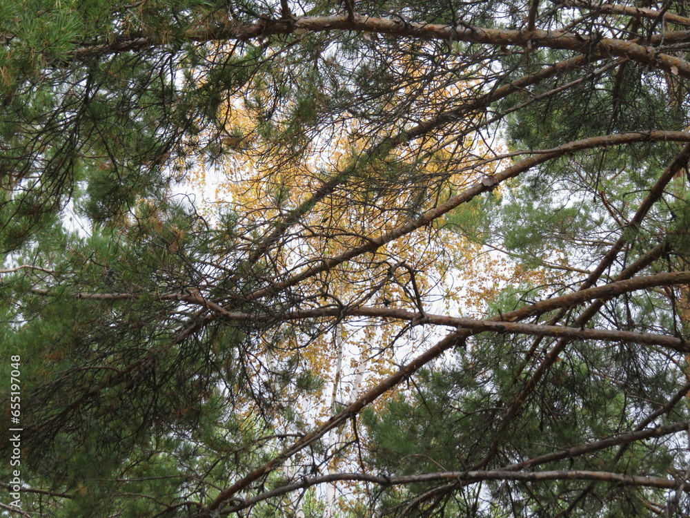 custom made wallpaper toronto digitalforest