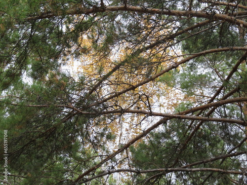 Wallpaper Mural forest Torontodigital.ca