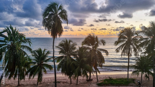 palm trees at sunrise