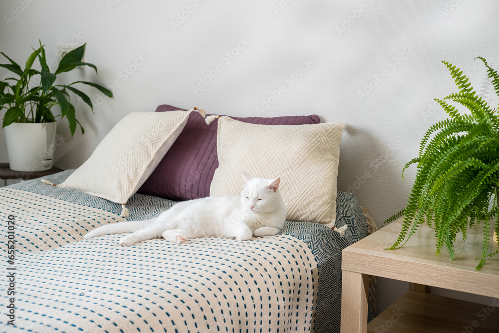 Cute short hair white cat lying on the bed at bedroom. Modern bedroom ...