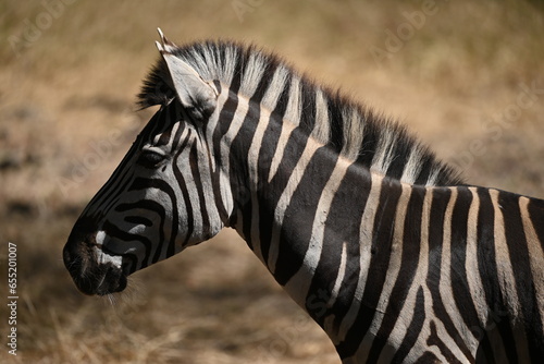 zebra in the wild