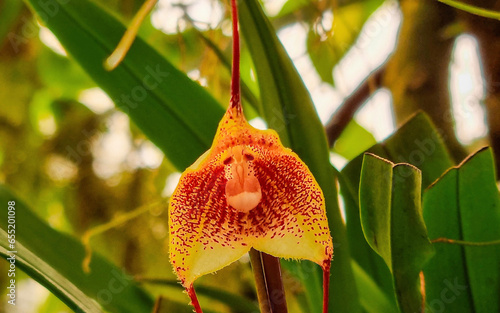 red and yellow monkey face orchid photo