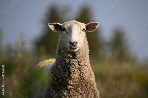 Portrait of a sheep in green summer pasture