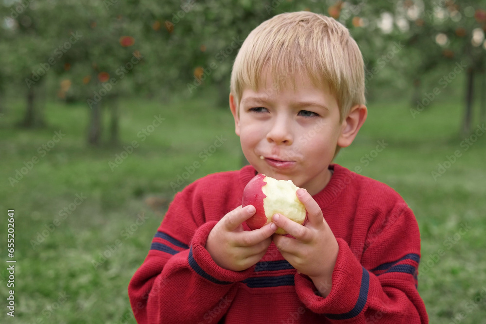 Young Child in the Apple Orchard before Harvesting. Small Toddler Boy Eating a Big Red Apple in the Fruit Garden at Fall Harvest. Basket of Apples on a Foreground. Autumn Cloudy Day, Soft Shadow. Young Child in the Apple Orchard before Harvesting. Small Toddler Boy Eating a Big Red Apple in the Fruit Garden at Fall Harvest. Basket of Apples on a Foreground. Autumn Cloudy Day, Soft Shadow.