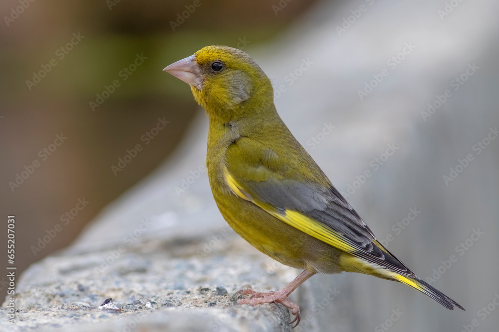 Ruropean Greenfinch, Chloris chloris. Ruropean Greenfinch, Chloris chloris.