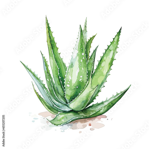 watercolor aloe vera illustration, aloe vera vector, green aloe vera vector illustration isolated on white background, aloevera
