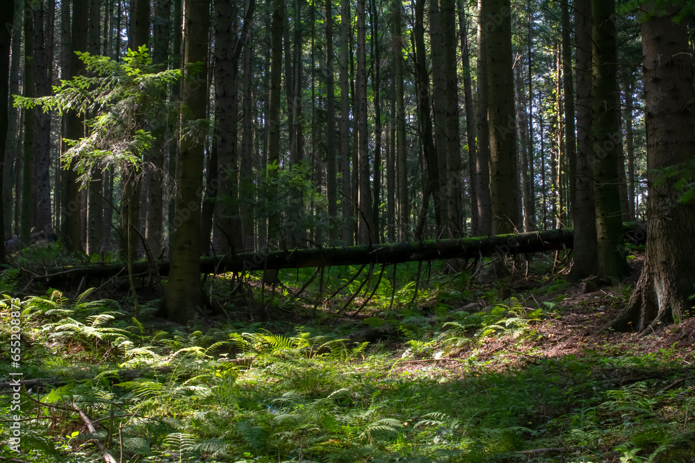 Obraz premium forest from the inside, trees and trunks