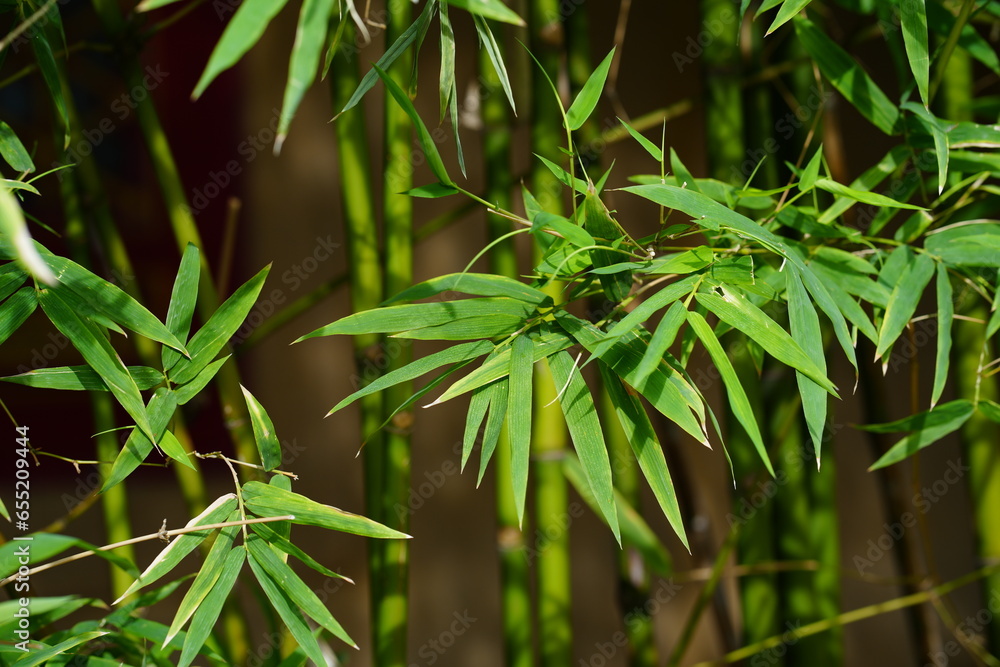 Bamboo with pointed green leaves Bamboo with pointed green leaves