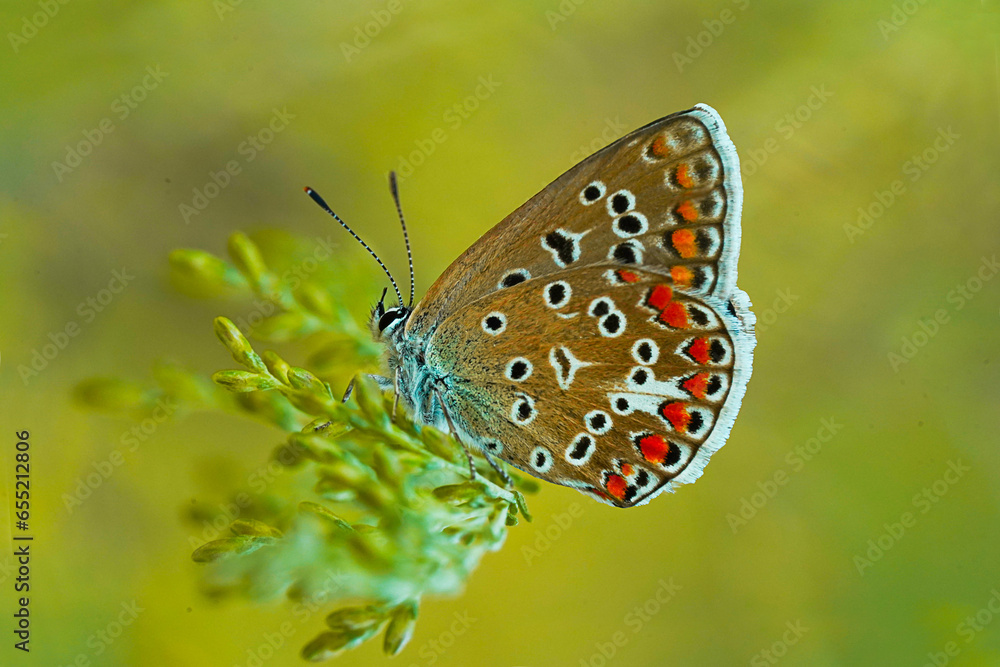 Multicolored butterfly in the nature . macro photography Multicolored butterfly in the nature . macro photography