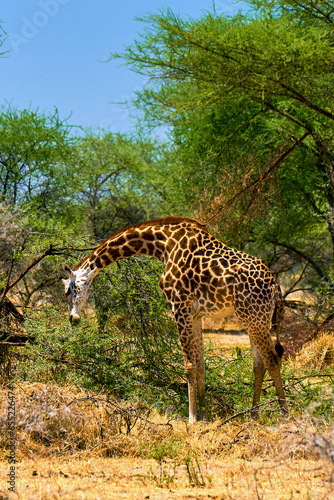 wild african savanna with animals © Alexander Lupin