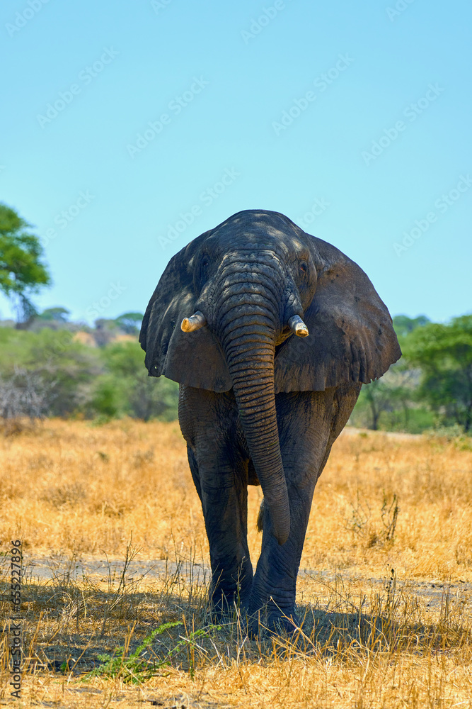 Naklejka premium elephants in the african savanna