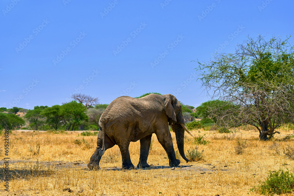 elephants in the african savanna